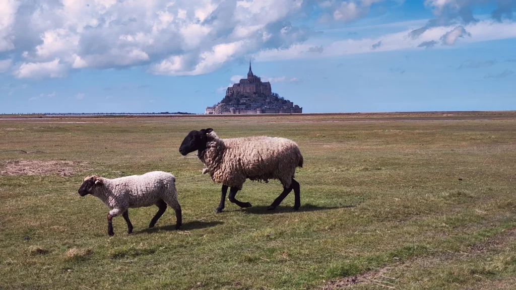 Un mouton dans les prés-salés avec le Mont-Saint-Michel en arrière-plan