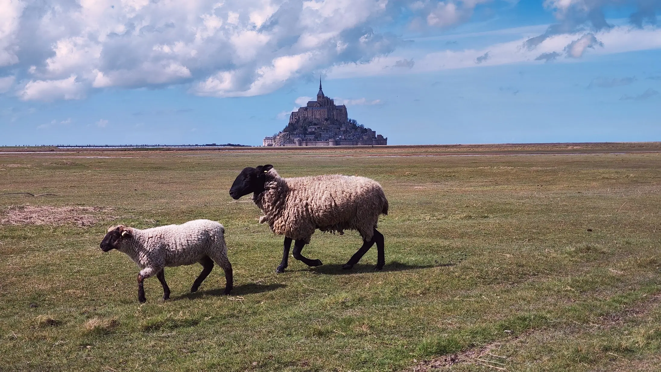 Mont-Saint-Michel à pied : ma balade par les prés-salés, loin de la foule