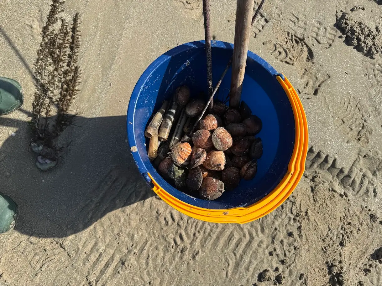 Une sortie pêche à pied autour de Saint-Malo