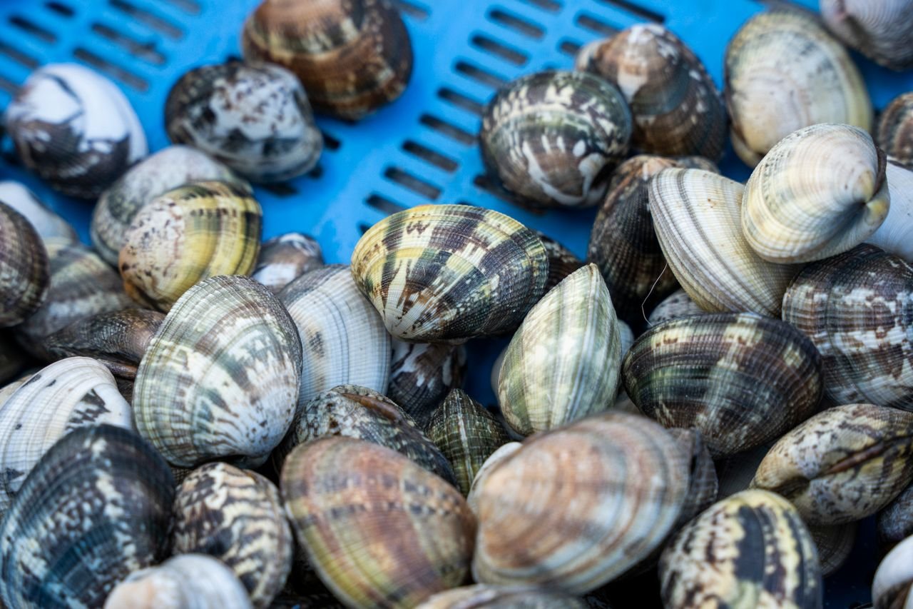 A close-up image of various clams on a blue tray showcasing their intricate patterns and colors.