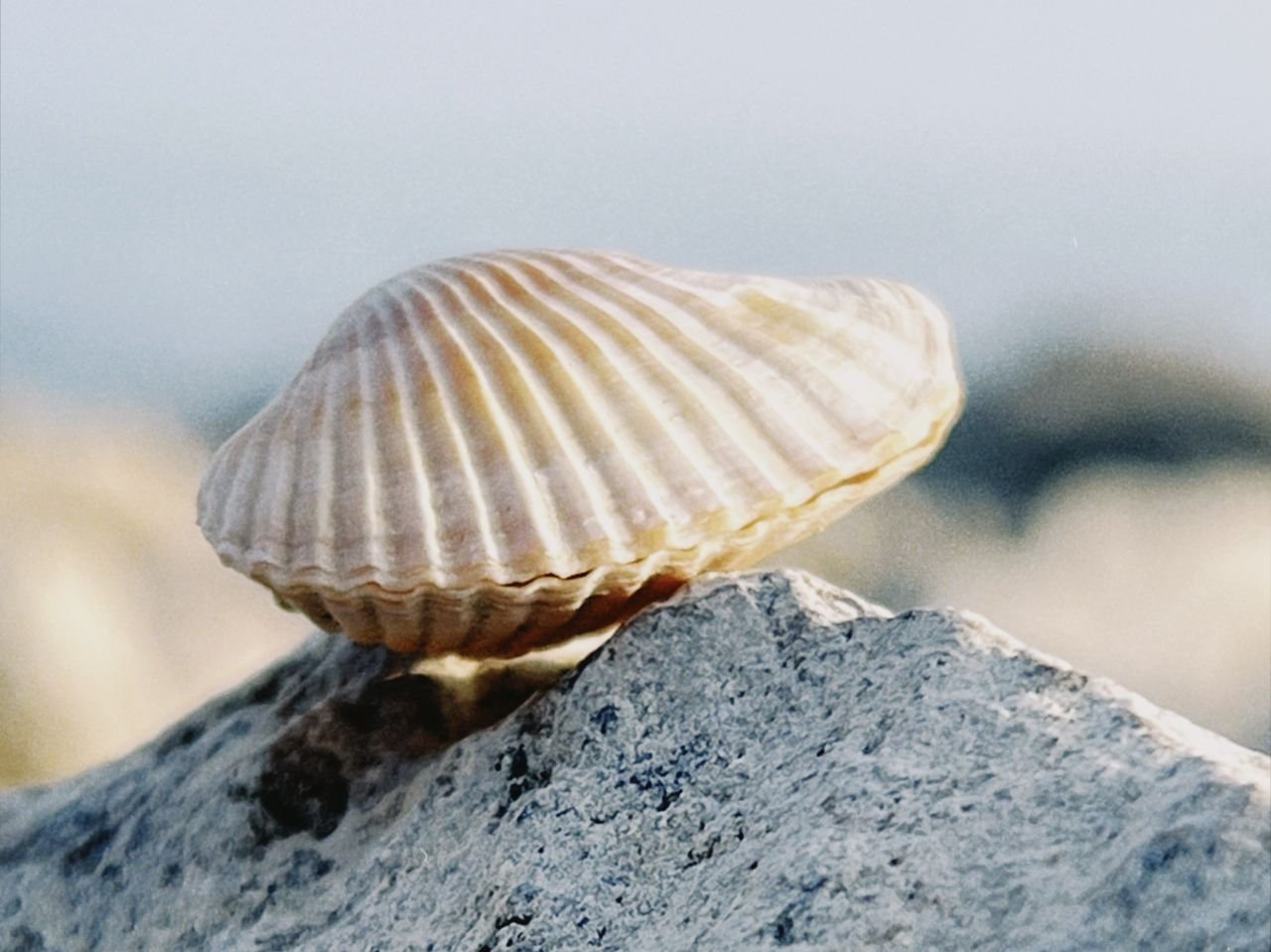 Close-up of a seashell resting on a rock, beautifully captured in natural light.