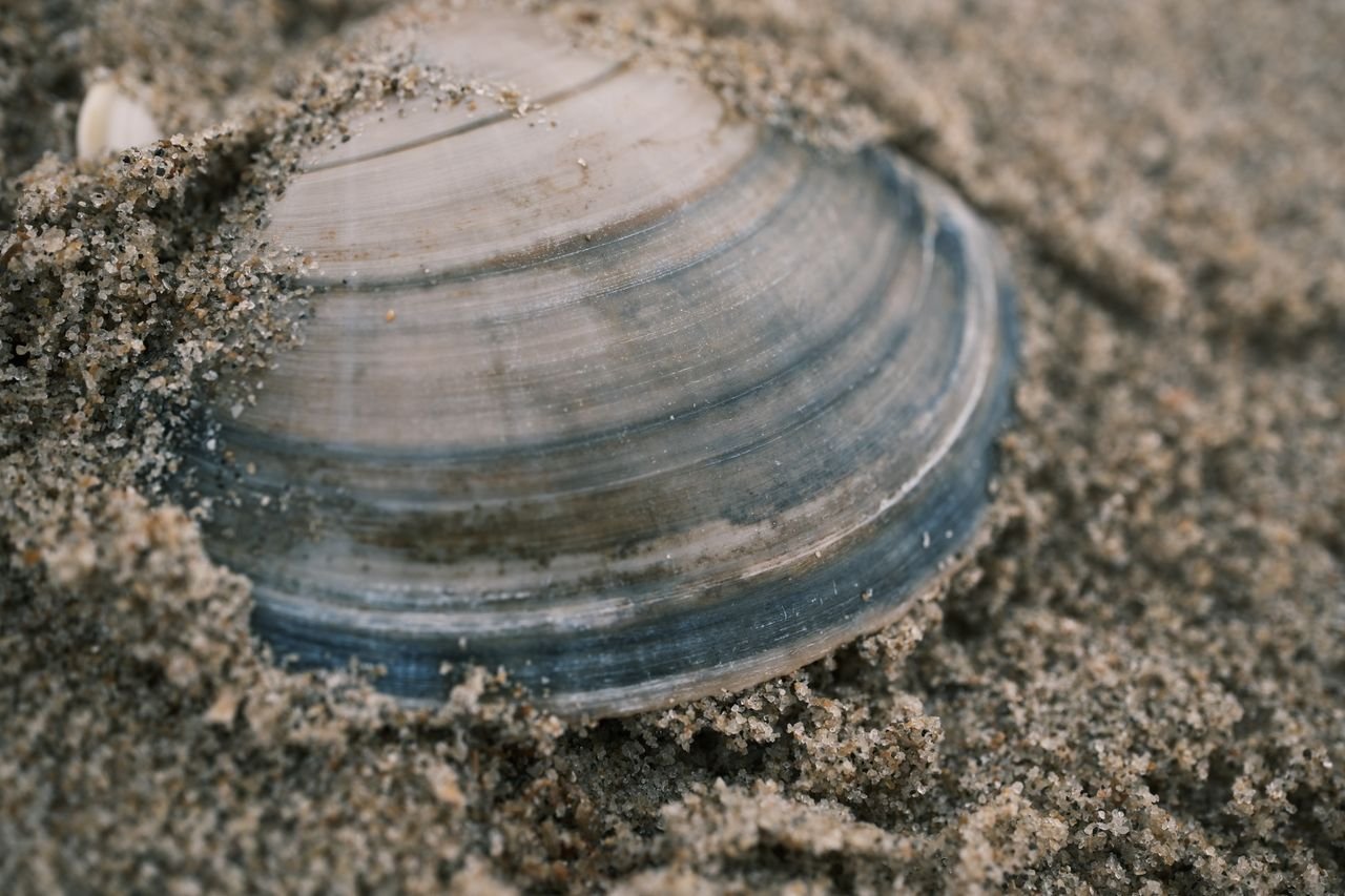 Detailed macro shot of a seashell in sand, highlighting natural textures and patterns.